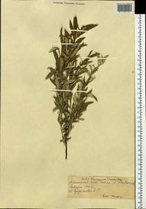 Salix brachypoda (Trautv. & C. A. Mey.) Kom., Siberia, Russian Far East (S6) (Russia)