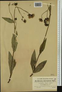 Hieracium chlorocephalum subsp. adustum Zahn & Benz, Western Europe (EUR) (Slovenia)