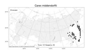 Carex middendorffii F.Schmidt, Atlas of the Russian Flora (FLORUS) (Russia)