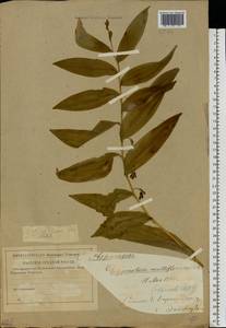 Polygonatum multiflorum (L.) All., Eastern Europe, Western region (E3) (Russia)