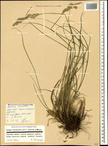 Festuca caucasica (Boiss.) Hack. ex Boiss., Caucasus, North Ossetia, Ingushetia & Chechnya (K1c) (Russia)