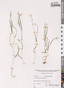 Potamogeton sibiricus A.Benn., Siberia, Chukotka & Kamchatka (S7) (Russia)