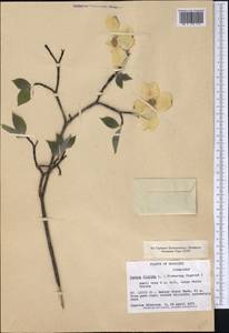 Cornus florida L., America (AMER) (United States)