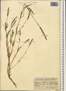 Crucianella angustifolia L., Caucasus, Azerbaijan (K6) (Azerbaijan)