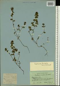 Euphrasia ×vernalis List, Eastern Europe, Northern region (E1) (Russia)