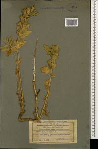 Hyoscyamus niger L., Caucasus, Azerbaijan (K6) (Azerbaijan)