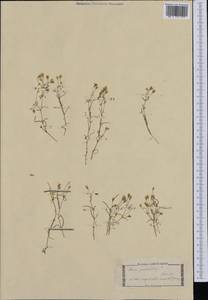 Heliosperma pusillum subsp. pusillum, Western Europe (EUR) (Italy)