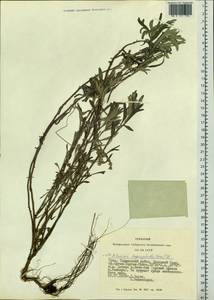 Artemisia lagocephala (Fisch. ex Besser) DC., Siberia, Altai & Sayany Mountains (S2) (Russia)