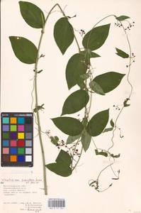 Vincetoxicum scandens Sommier & Levier, Eastern Europe, Lower Volga region (E9) (Russia)