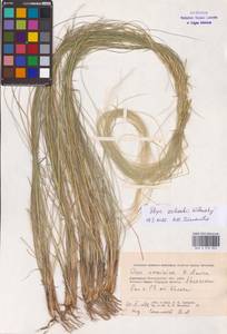 Stipa zalesskii Wilensky, Eastern Europe, Lower Volga region (E9) (Russia)