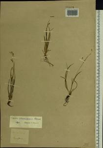 Carex delicata C.B.Clarke, Siberia, Baikal & Transbaikal region (S4) (Russia)