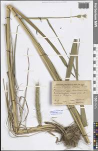 Elymus dahuricus Turcz. ex Griseb., Siberia, Russian Far East (S6) (Russia)