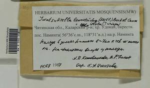 Iwatsukiella leucotricha (Mitt.) W.R. Buck & H.A. Crum, Bryophytes, Bryophytes - Baikal & Transbaikal regions (B18) (Russia)