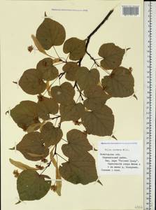 Tilia cordata Mill., Eastern Europe, Northern region (E1) (Russia)