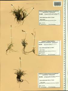 Carex melanocarpa Cham. ex Trautv., Siberia, Central Siberia (S3) (Russia)
