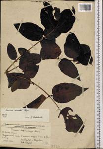 Lonicera maackii (Rupr.) Maxim., Siberia, Russian Far East (S6) (Russia)
