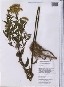 Solidago canadensis L., America (AMER) (United States)