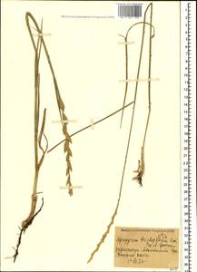 Thinopyrum intermedium subsp. intermedium, Caucasus, Georgia (K4) (Georgia)