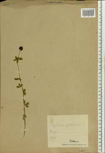 Trifolium spadiceum L., Eastern Europe, Estonia (E2c) (Estonia)