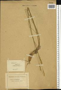 Agropyron fragile (Roth) P.Candargy, Eastern Europe, Lower Volga region (E9) (Russia)