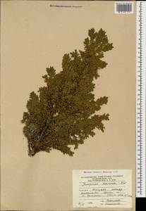 Juniperus communis var. hemisphaerica (C.Presl) Parl., Caucasus, South Ossetia (K4b) (South Ossetia)