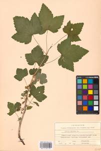 Ribes nigrum L., Eastern Europe, Moscow region (E4a) (Russia)