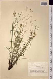 Bupleurum scorzonerifolium Willd., Siberia, Altai & Sayany Mountains (S2) (Russia)