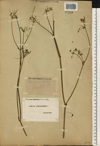 Xanthoselinum alsaticum (L.) Schur, Eastern Europe, North Ukrainian region (E11) (Ukraine)