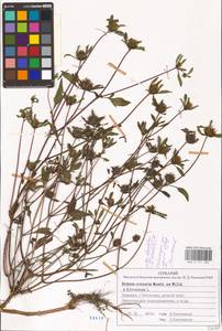 Bidens connata Muhl. ex Willd., Eastern Europe, Middle Volga region (E8) (Russia)