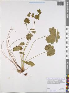 Alchemilla lindbergiana Juz., Eastern Europe, Eastern region (E10) (Russia)