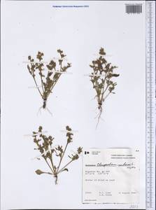 Oxybasis rubra (L.) S. Fuentes, Uotila & Borsch, America (AMER) (Canada)