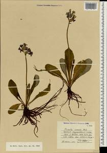 Primula amoena M. Bieb., Caucasus, North Ossetia, Ingushetia & Chechnya (K1c) (Russia)