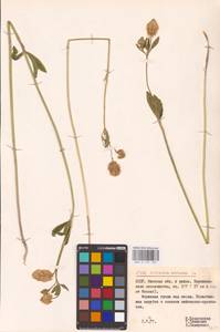 Trifolium montanum L., Eastern Europe, Belarus (E3a) (Belarus)