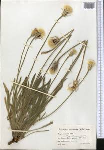 Leontodon asperrimus (Willd.) Boiss. ex Ball, Middle Asia, Kopet Dag, Badkhyz, Small & Great Balkhan (M1) (Turkmenistan)