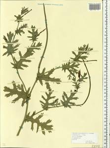 Glaucium corniculatum (L.) Rudolph, Eastern Europe, North-Western region (E2) (Russia)