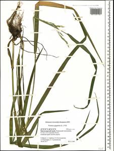 Lolium giganteum (L.) Darbysh., Caucasus, Krasnodar Krai & Adygea (K1a) (Russia)