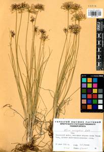 Allium anisopodium Ledeb., Siberia, Altai & Sayany Mountains (S2) (Russia)