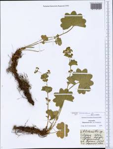 Alchemilla kvarkushensis Juz., Eastern Europe, Eastern region (E10) (Russia)