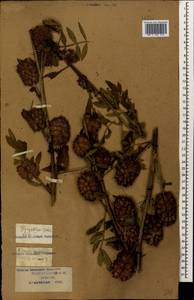 Glycyrrhiza echinata L., Caucasus, Krasnodar Krai & Adygea (K1a) (Russia)