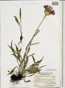 Psephellus pulcherrimus (Willd.) Wagenitz, Caucasus, Georgia (K4) (Georgia)
