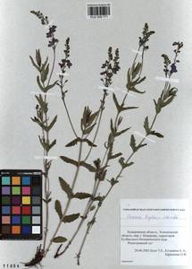 Veronica krylovii Schischk., Siberia, Altai & Sayany Mountains (S2) (Russia)