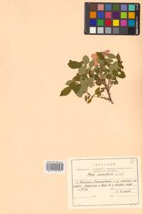 Rosa acicularis Lindl., Siberia, Russian Far East (S6) (Russia)