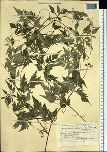 Ampelopsis japonica (Thunb.) Makino, Siberia, Russian Far East (S6) (Russia)