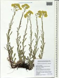 Helichrysum arenarium (L.) Moench, Eastern Europe, Central forest-and-steppe region (E6) (Russia)