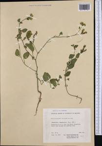 Heliotropium europaeum L., Western Europe (EUR) (North Macedonia)