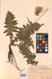 Cirsium erisithales (Jacq.) Scop., Eastern Europe, West Ukrainian region (E13) (Ukraine)