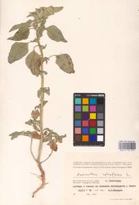 Amaranthus retroflexus L., Eastern Europe, Lower Volga region (E9) (Russia)