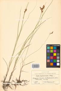 Carex yamatsutana Ohwi, Siberia, Russian Far East (S6) (Russia)