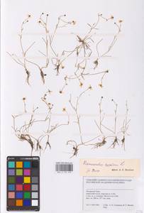 Ranunculus reptans L., Siberia, Western Siberia (S1) (Russia)