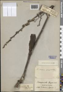 Verbascum gnaphalodes M.Bieb., Caucasus, Abkhazia (K4a) (Abkhazia)